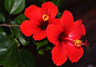 Forest County Resort Hibiscus Rooms, Tapola Road , Mahabaleshwar