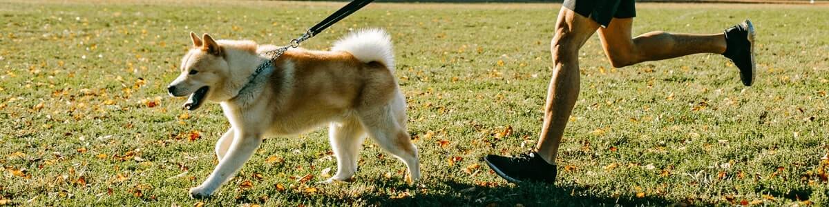 Pet Friendly Hotel Resort in Mahabaleshwar