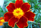 Forest County Resort Tagetes Rooms